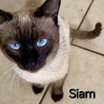 Thumbnail photo of SIAM #3