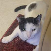 Thumbnail photo of Caleb - Courtesy Listing #1