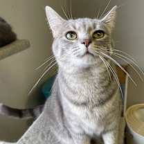 Thumbnail photo of Starburst #2