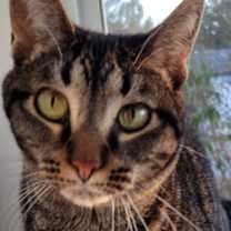 Thumbnail photo of 6363 Naomi #2