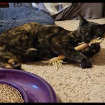 Thumbnail photo of Piper #3