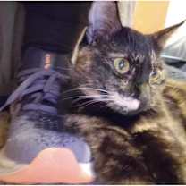Thumbnail photo of Piper #2