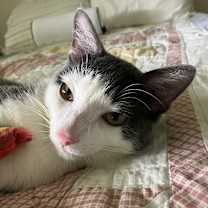 Thumbnail photo of Captain Arthur Hastings #4