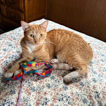 Thumbnail photo of Chevy #1