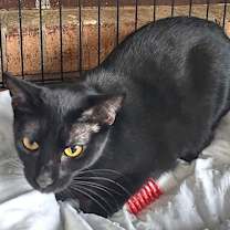 Thumbnail photo of Roman #2