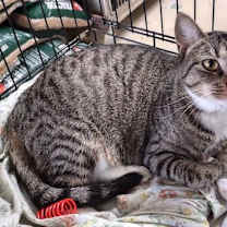 Thumbnail photo of Bootsie #3