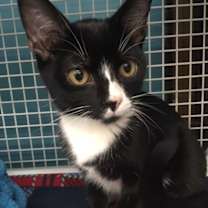 Thumbnail photo of Bandit #1