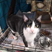 Thumbnail photo of Lucky #1
