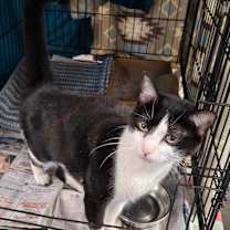 Thumbnail photo of Lucky #2