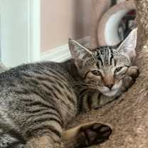 Thumbnail photo of Whiskey #2