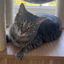 Thumbnail photo of STELLA #1