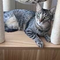 Thumbnail photo of STELLA #2