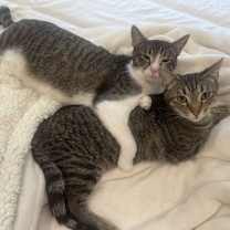 Thumbnail photo of STELLA #3