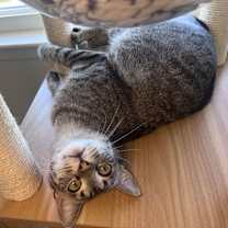 Thumbnail photo of STELLA #4