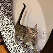 Thumbnail photo of Shortbread #1