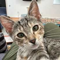 Thumbnail photo of Shortbread #2