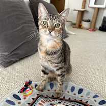 Thumbnail photo of Shortbread #3
