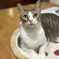 Thumbnail photo of Shiloh #1