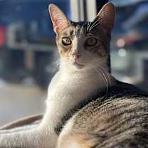 Thumbnail photo of Shiloh #2