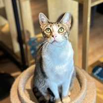 Thumbnail photo of Shiloh #3