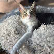 Thumbnail photo of Shiloh #4