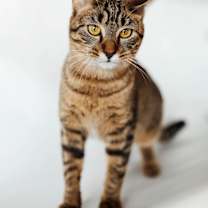 Thumbnail photo of Mott #1