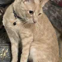 Thumbnail photo of Goose #3