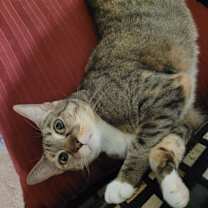 Thumbnail photo of Khaleesi #3