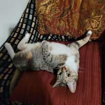 Thumbnail photo of Khaleesi #4