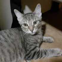 Thumbnail photo of Pappy #3