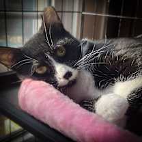 Thumbnail photo of Panda #2