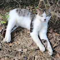 Thumbnail photo of Rambler #1