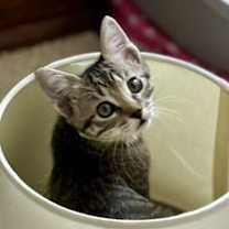 Thumbnail photo of Marigold #2