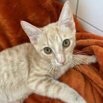 Thumbnail photo of Aioli #1