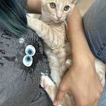 Thumbnail photo of Aioli #2