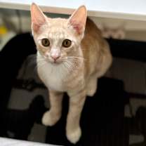 Thumbnail photo of Aioli #4