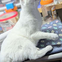 Thumbnail photo of Regina #3