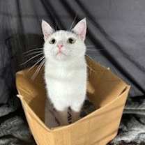 Thumbnail photo of Regina #4