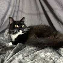 Thumbnail photo of Diamond #4