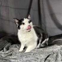 Thumbnail photo of Doodle #4