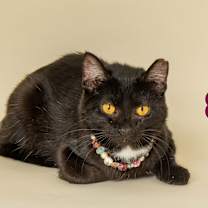 Thumbnail photo of MARIBELLA (Gives high fives) #2