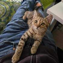 Thumbnail photo of Edgar Allan Poe #1