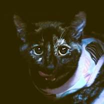 Thumbnail photo of Luna Lovegood #1