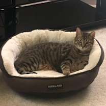 Thumbnail photo of Kitty #3