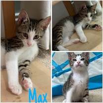 Thumbnail photo of Max #2