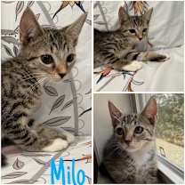 Thumbnail photo of Milo #3