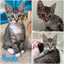 Thumbnail photo of Noodle #3