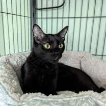 Thumbnail photo of Sissy #3