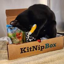 Thumbnail photo of Bindi #4