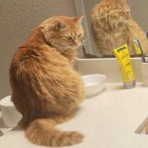 Thumbnail photo of Fridgie #3